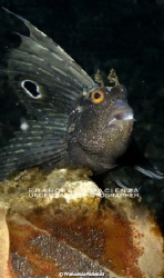 Blennius ocellaris with eggs. by Francesco Pacienza 